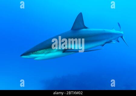 Blacktip shark (Carcharhinus limbatus), blue water, Atlantic Ocean, Caribbean, Bahamas
