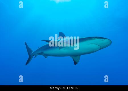 Blacktip shark (Carcharhinus limbatus), blue water, Atlantic Ocean, Caribbean, Bahamas