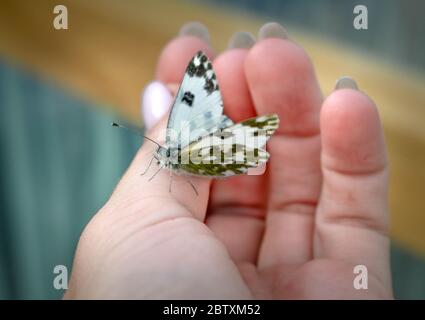 Beautiful butterfly on hand with blurred background. Butterfly closeup. Nature. Macro. Stock Photo