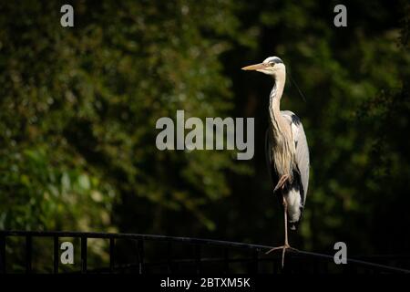 A grey heron (Ardea cinerea) standing on a bridge (Vienna, Austria) Stock Photo