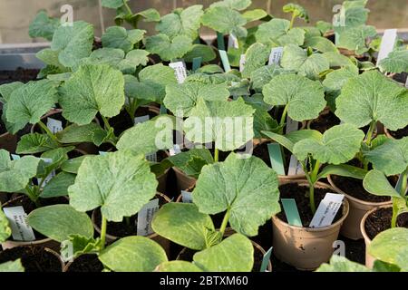 Hokaido pumpkin plants in flower pots, young plant, nursery, Austria Stock Photo