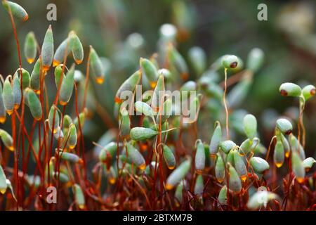 Common cord-moss (Funaria hygrometrica), Germany Stock Photo