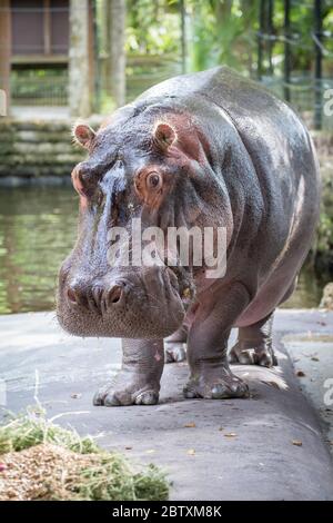 Hippo (Hippopotamus amphibius), captive, Homosassa Springs Wildlife State Park, Florida, USA Stock Photo