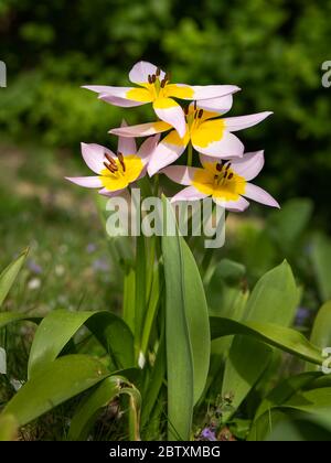 A group of small pink yellow tulips in a garden on a sunny day in spring Stock Photo