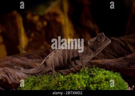 Plated leaf chameleon (Brookesia stumpffi) on moss in the dry forests, West Madagascar, Madagascar Stock Photo