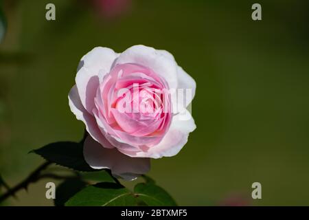 Single beautiful pink rose flower against a light green background in an English country garden Stock Photo