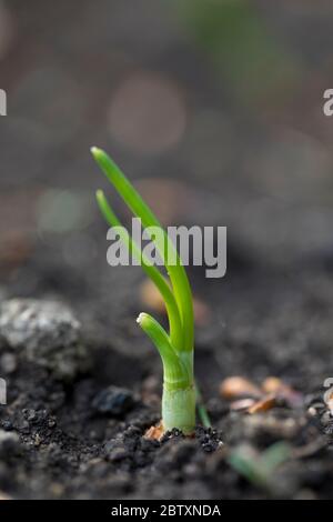 Early growth of any onion plant, in a garden, England, United Kingdom Stock Photo