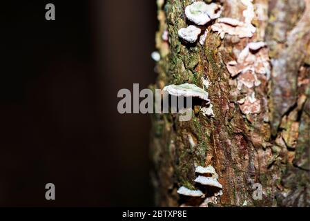Polipori, parasitic mushrooms, in the thick of the wood on bark. Stock Photo