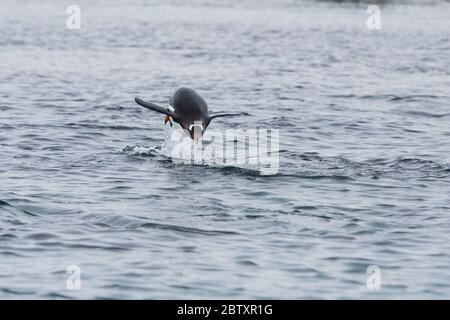 Adelie penguin porpoising off Danco island antarctica Stock Photo