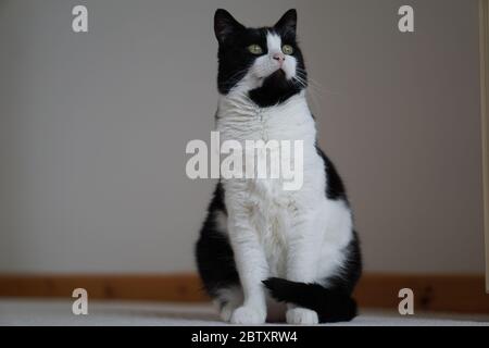 Black & White Male Cat Stock Photo