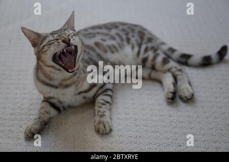 Silver Pedigree Bengal Stock Photo