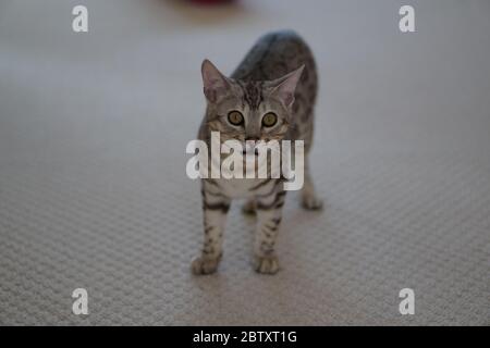 Silver Pedigree Bengal Stock Photo