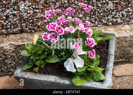 Miniature Carnations (Dianthus caryophyllus) in a stone pot. Stock Photo