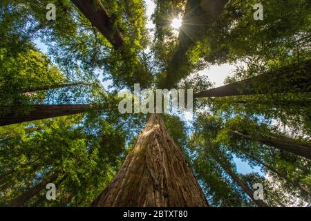 View looking up at a huge California redwood tree (Coast Redwood) in Humboldt State Park, California, USA Stock Photo