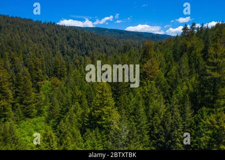 A drone photo of huge California redwood trees (Coast Redwood) and forest canopy in Redwoods State Park, California, USA. Stock Photo