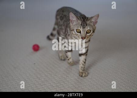 Silver Pedigree Bengal Stock Photo