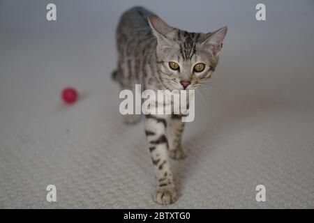 Silver Pedigree Bengal Stock Photo
