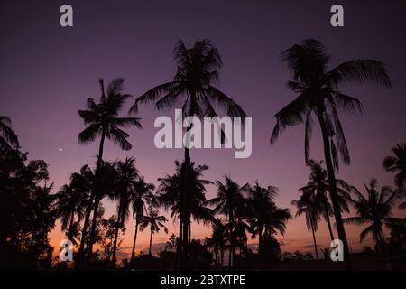 Silhouette of palm trees in orange and purple dusk light, at Nusa Penida, Bali, Indonesia. Stock Photo