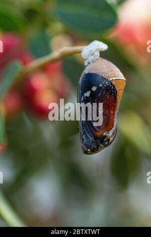Pupa of a Plain Tiger (Danaus chrysippus) AKA African Monarch Butterfly on a flower Photographed in Israel, in August Stock Photo
