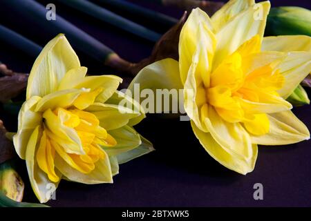 Yellow Daffodils flowers on black background Stock Photo