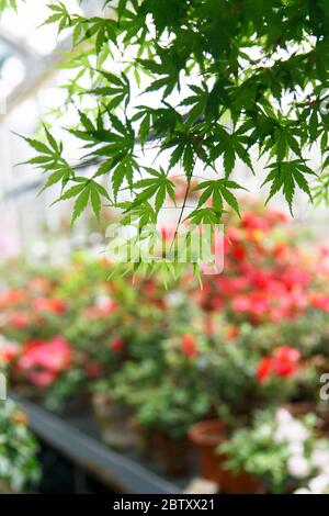 Close up of Japanese maple tree with green leaves in greenhouse, blurred blooming azalea on background/ Stock Photo