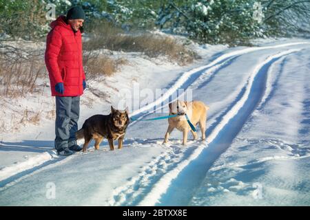 Man with two dogs walking in snowy forest in winter. A yellow Labrador Retriever dog leads a mongrel dog on a leash. Stock Photo
