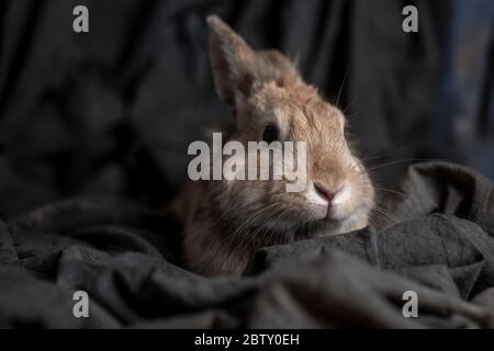 Little rabbit on a grey background Stock Photo