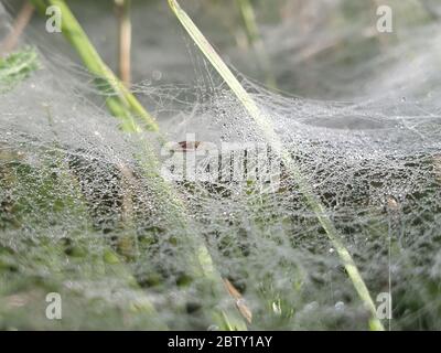 Water droplets on the spider web in the morning Stock Photo