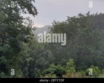 Trees in the fog during early autumn morning Stock Photo