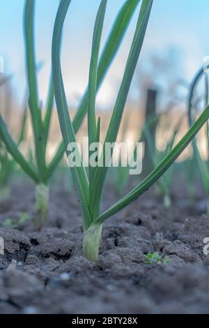 Young green garlic growing from soil in the garden in spring,  Allium sativum plant Stock Photo