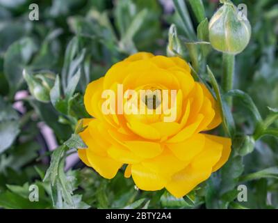 Yellow Persian buttercup in bloom in the garden, Ranunculus asiaticus Stock Photo