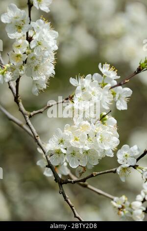 White prunus domestica, European plum blossom in early spring Stock Photo