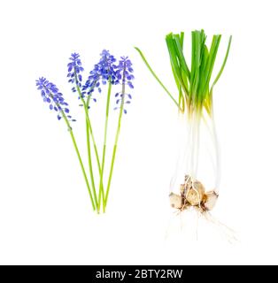 Blue inflorescences and bulbs Muscari on white background. Studio Photo Stock Photo