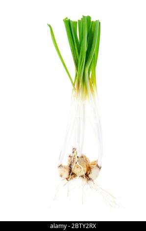 Blue inflorescences and bulbs Muscari on white background. Studio Photo Stock Photo