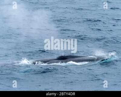 Adult fin whale (Balaenoptera physalus), surfacing near Point Wild, Elephant Island, Antarctica, Polar Regions Stock Photo
