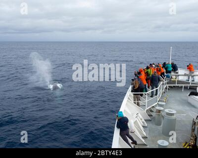 An adult blue whale (Balaenoptera musculus), surfacing in the Drake Passage, Antarctica, Polar Regions Stock Photo