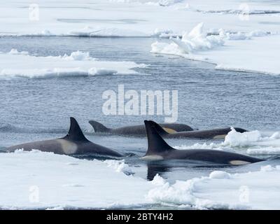 Killer Whale (orca) (Orcinus Orca), Weddell, Sea, Antarctica, Polar ...