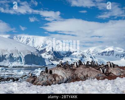 Gentoo penguin (Pygoscelis papua), breeding colony at the Chilean Research Station Base Gonzalez Videla, Antarctica, Polar Regions Stock Photo