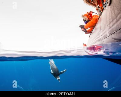 Gentoo penguins (Pygoscelis papua), underwater in clear water in Lindblad Cove, Trinity Peninsula, Antarctica, Polar Regions