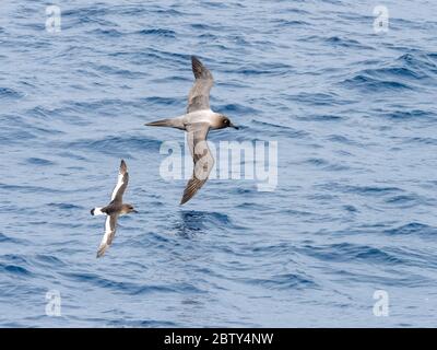 An adult Antarctic petrel (Thalassoica antarctica), flying near a light-mantled albatross in the Drake Passage, Antarctica, Polar Regions Stock Photo