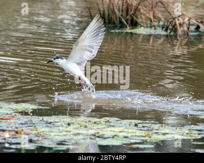 An adult whiskered tern (Chlidonias hybrida in flight, Yala National Park, Sri Lanka, Asia Stock Photo