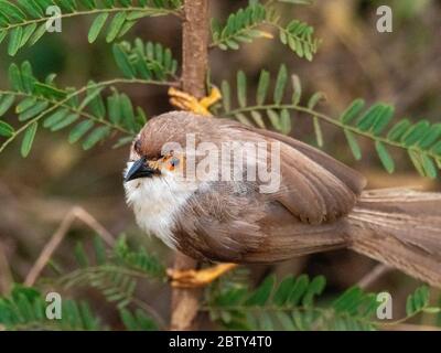 An adult yellow-eyed babbler (Chrysomma sinense), Udawalawe National Park, Sri Lanka, Asia Stock Photo