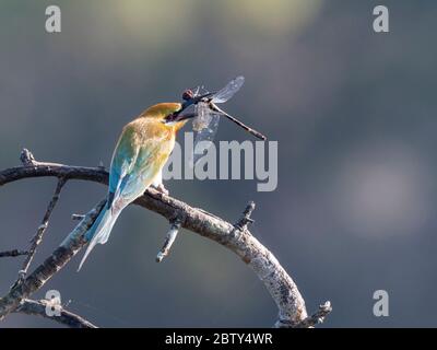 An adult blue-tailed bee-eater (Merops philippinus), with a dragonfly, Wilpattu National Park, Sri Lanka, Asia Stock Photo