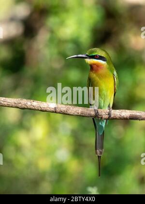 An adult blue-tailed bee-eater (Merops philippinus) perched in Yala National Park, Sri Lanka, Asia Stock Photo
