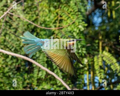 An adult blue-tailed bee-eater (Merops philippinus), taking flight, Yala National Park, Sri Lanka, Asia Stock Photo