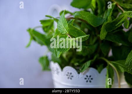 Bouquet of mint in a white vase on a gray background. Place for text. Green mint leaves in a pot. Stock Photo