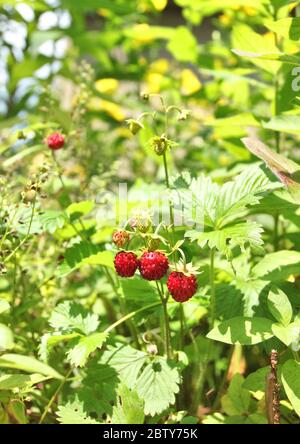 Wild strawberries ripe fruits on the plant growing in the sunny garden Stock Photo