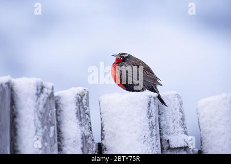 A Long-tailed Meadowlark (Sturnella loyca) during winter in Torres del Paine, Chile Stock Photo