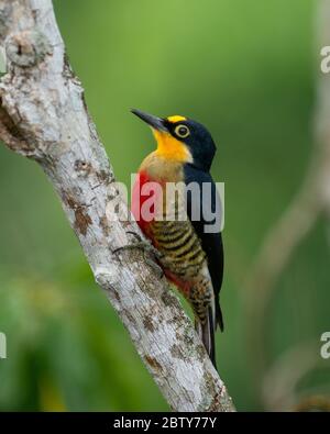 A female Yellow-fronted Woodpecker (Melanerpes flavifrons) from the Atlantic Rainforest of SE Brazil Stock Photo