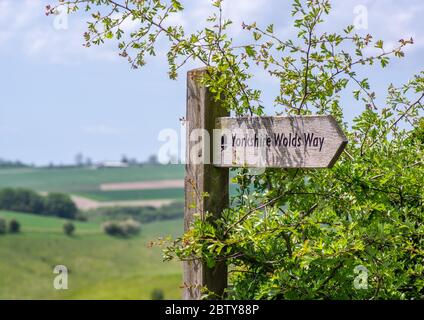 A wooden arrow directional sign post for walkers in the Yorkshire Wolds partly overgrown by hedge. Stock Photo